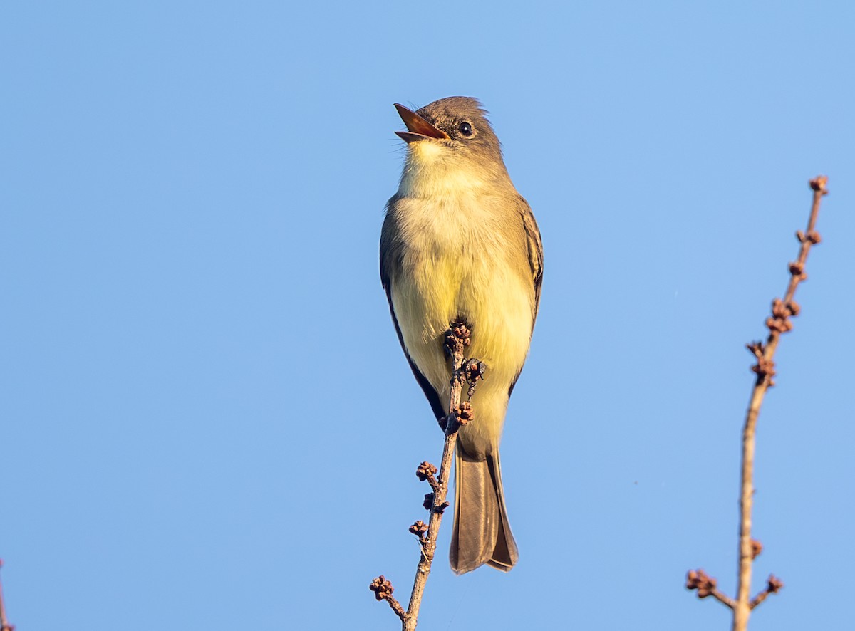 Eastern Phoebe - ML643717840