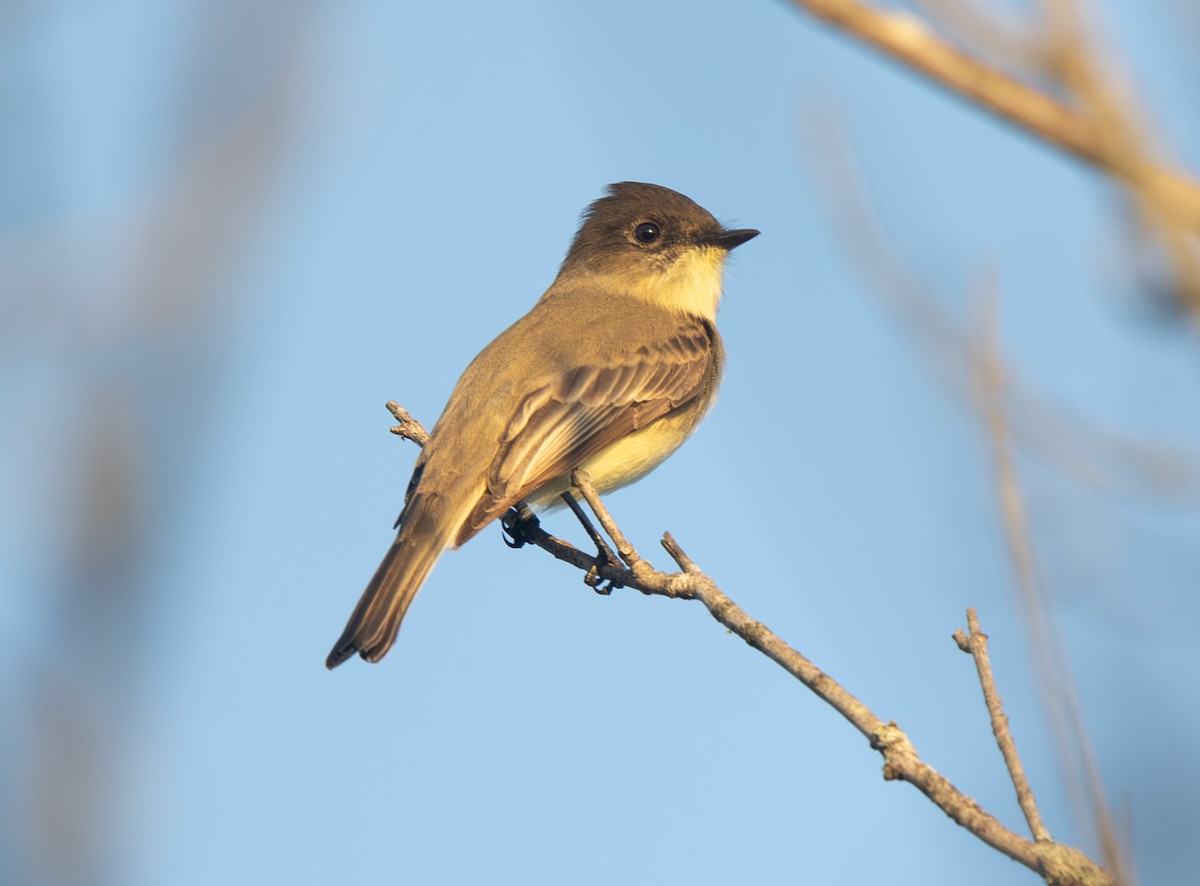 Eastern Phoebe - ML643717841