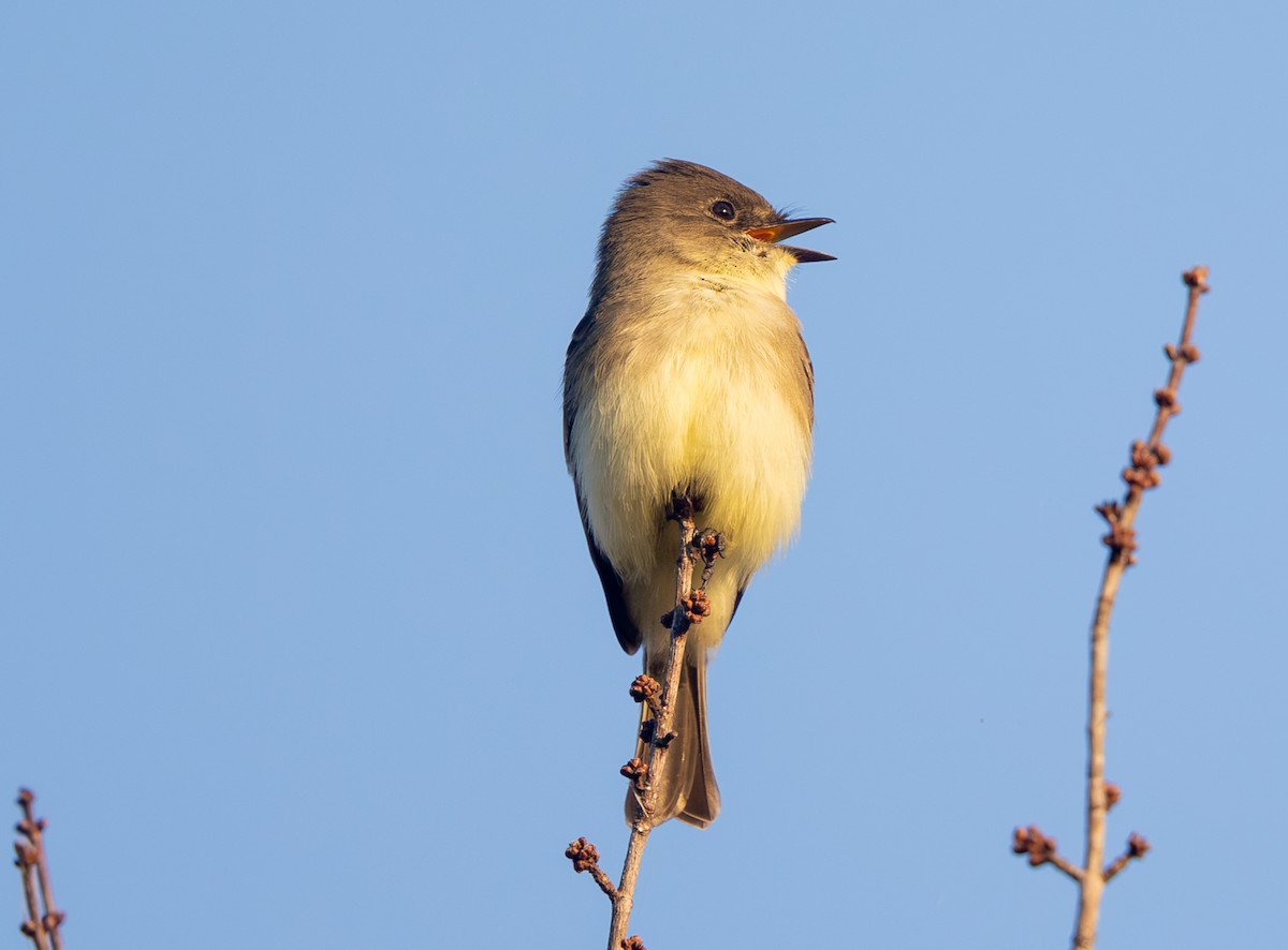 Eastern Phoebe - ML643717842