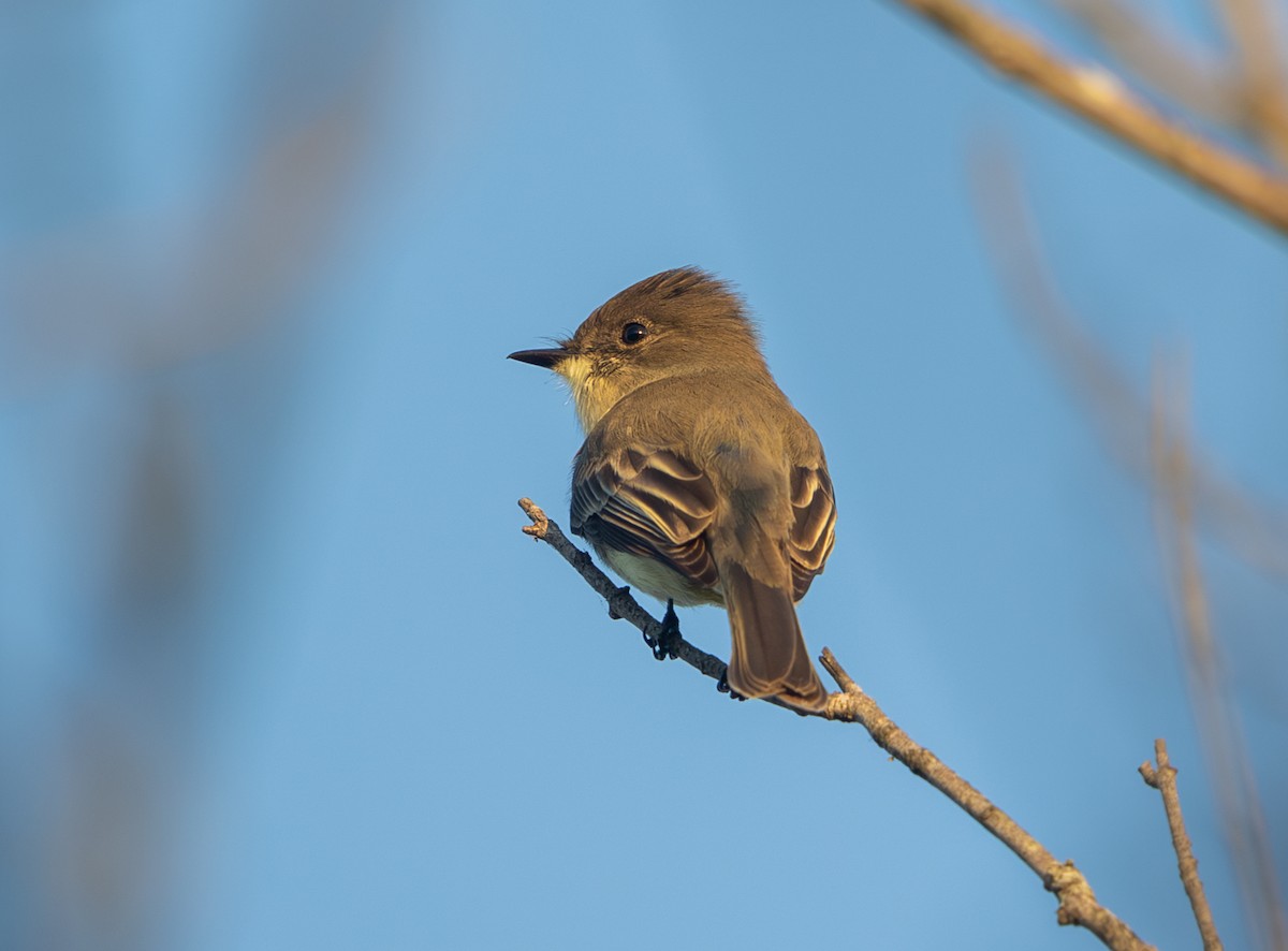 Eastern Phoebe - ML643717843
