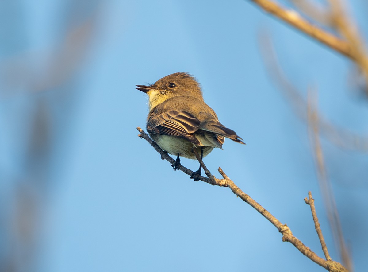 Eastern Phoebe - ML643717844