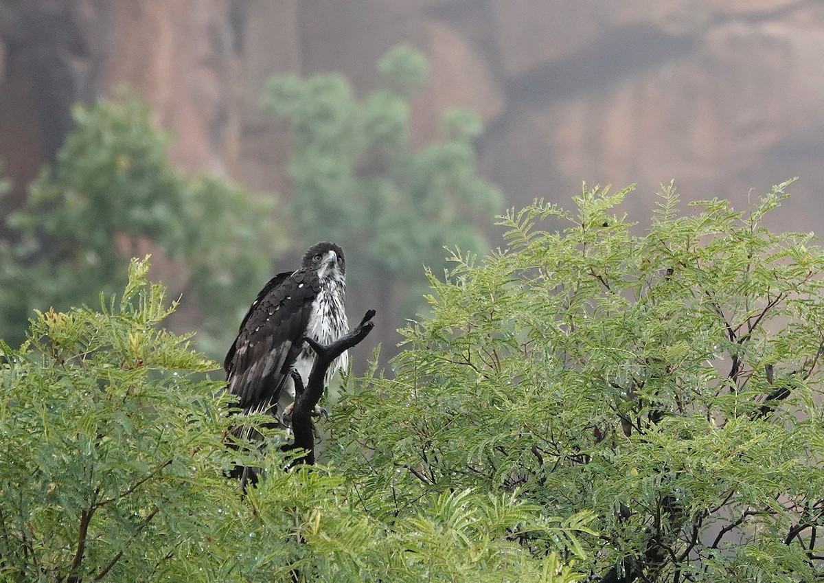 African Hawk-Eagle - ML643717850