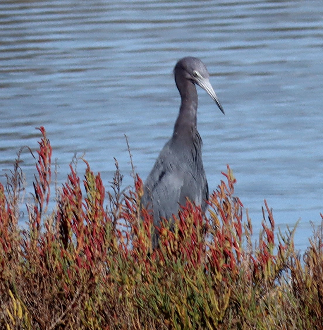 Little Blue Heron - ML643717852