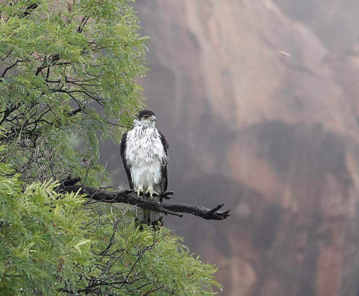 African Hawk-Eagle - ML643717860