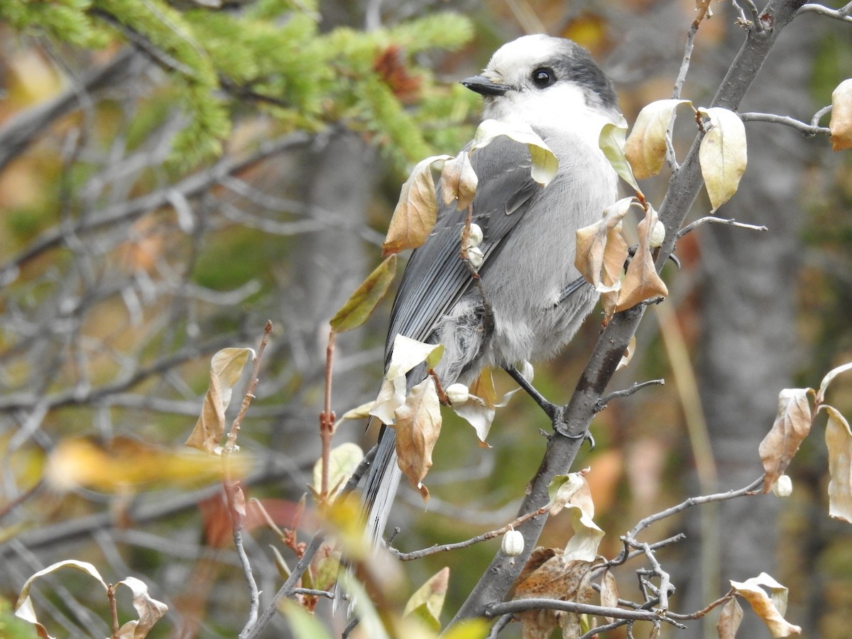 Canada Jay - ML643717866
