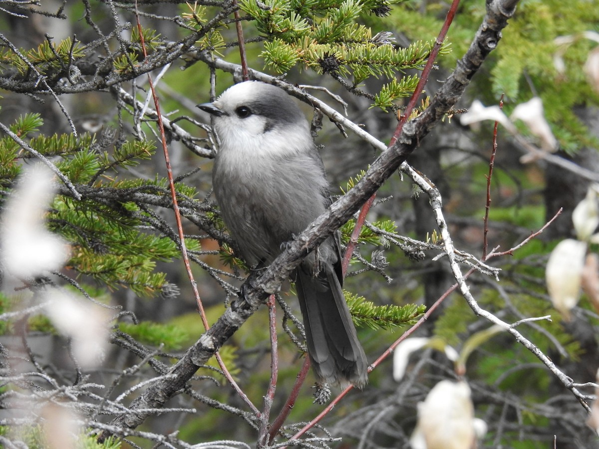 Canada Jay - ML643717867