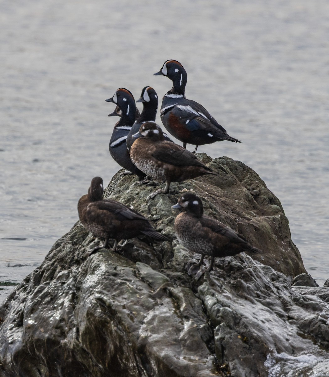 Harlequin Duck - ML643717880