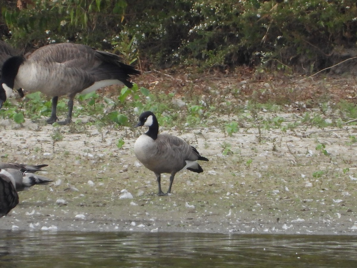 シジュウカラガン - ML643717890