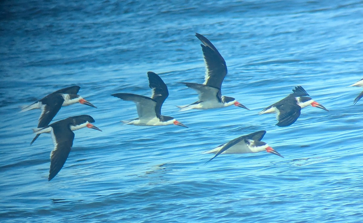 Black Skimmer - ML643717895