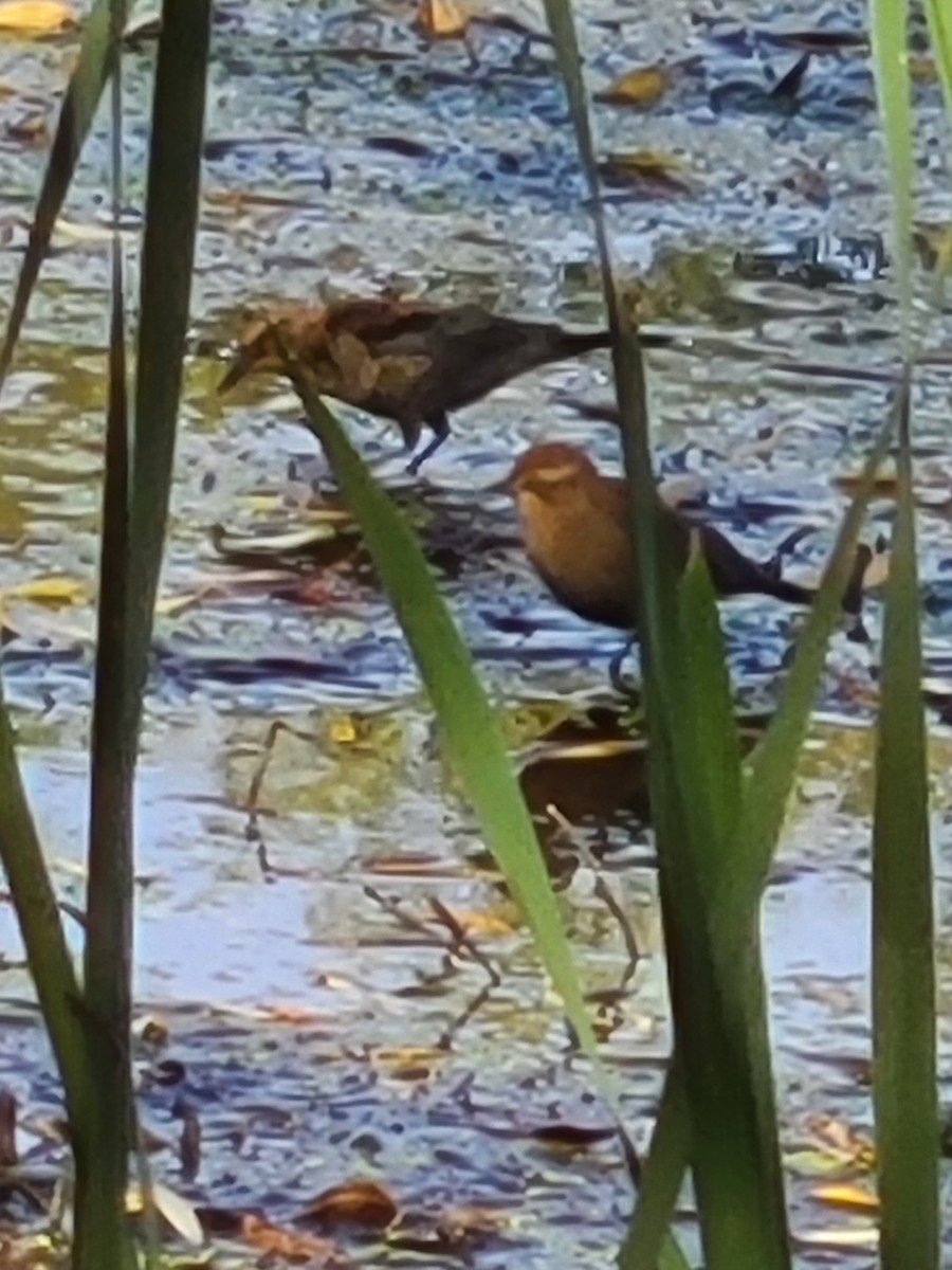Rusty Blackbird - ML643717898