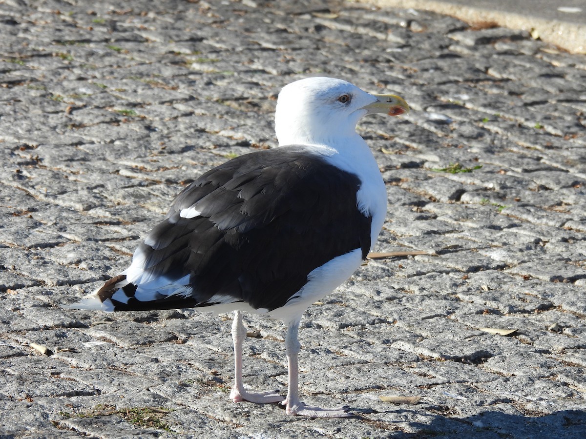 Great Black-backed Gull - ML643717899