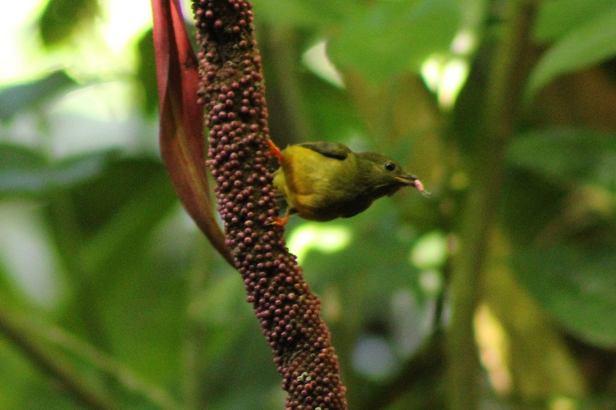 White-collared Manakin - ML643717900