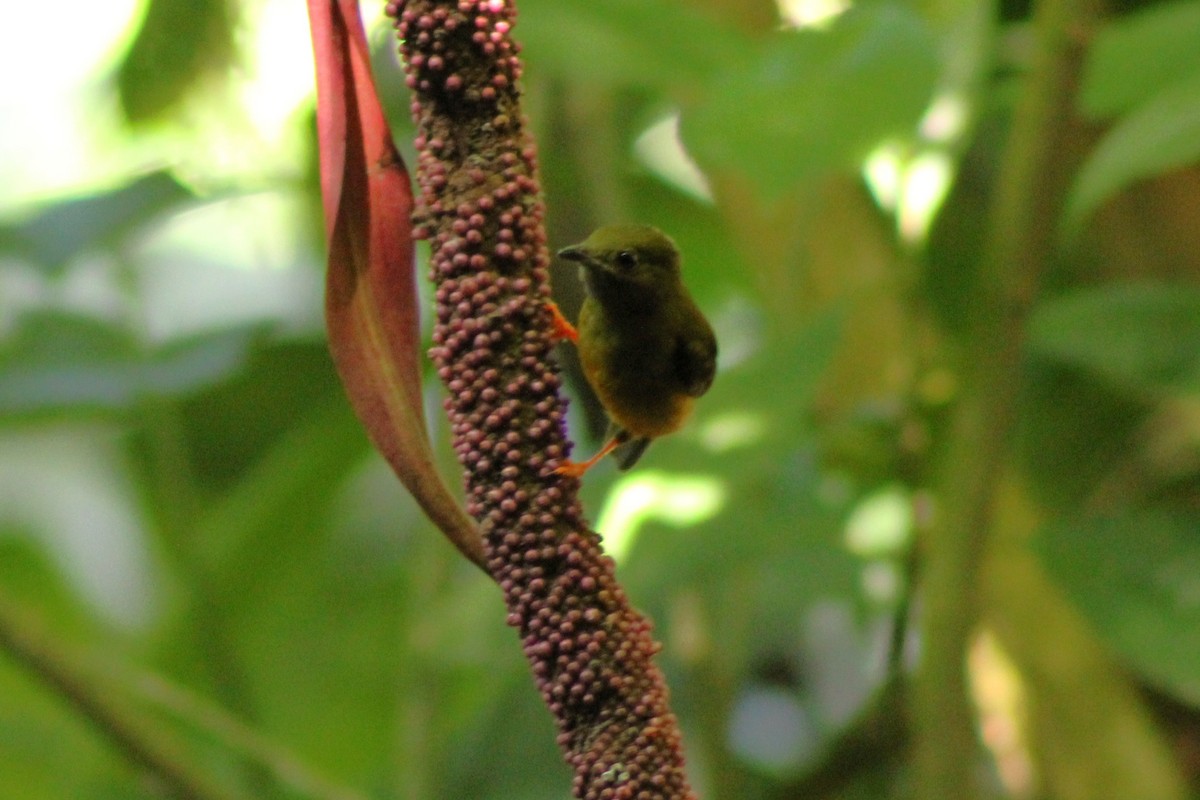 White-collared Manakin - ML643717902