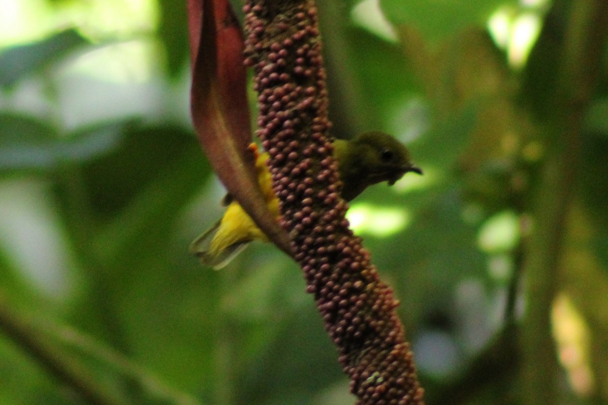 White-collared Manakin - ML643717903
