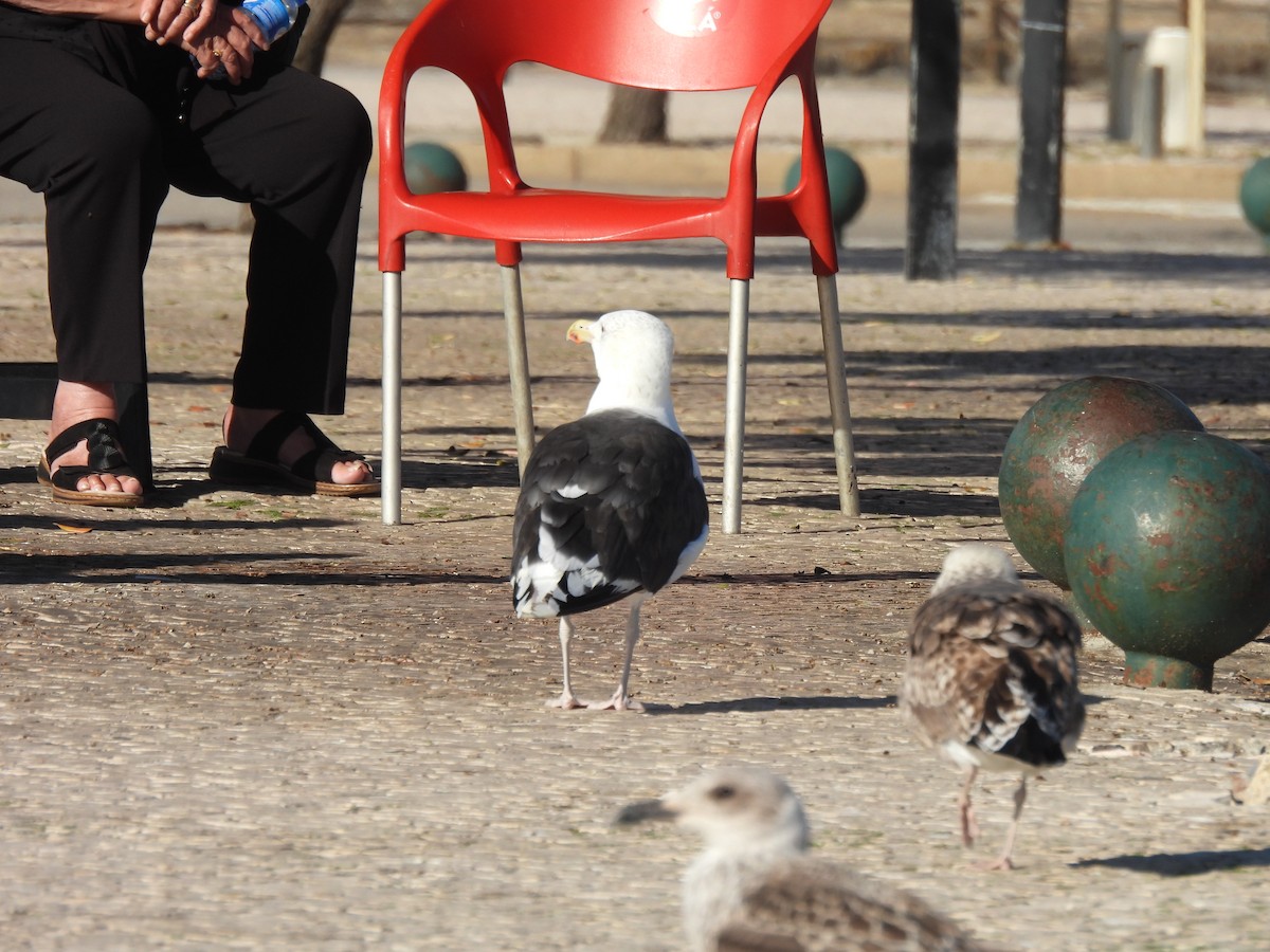 Great Black-backed Gull - ML643717907