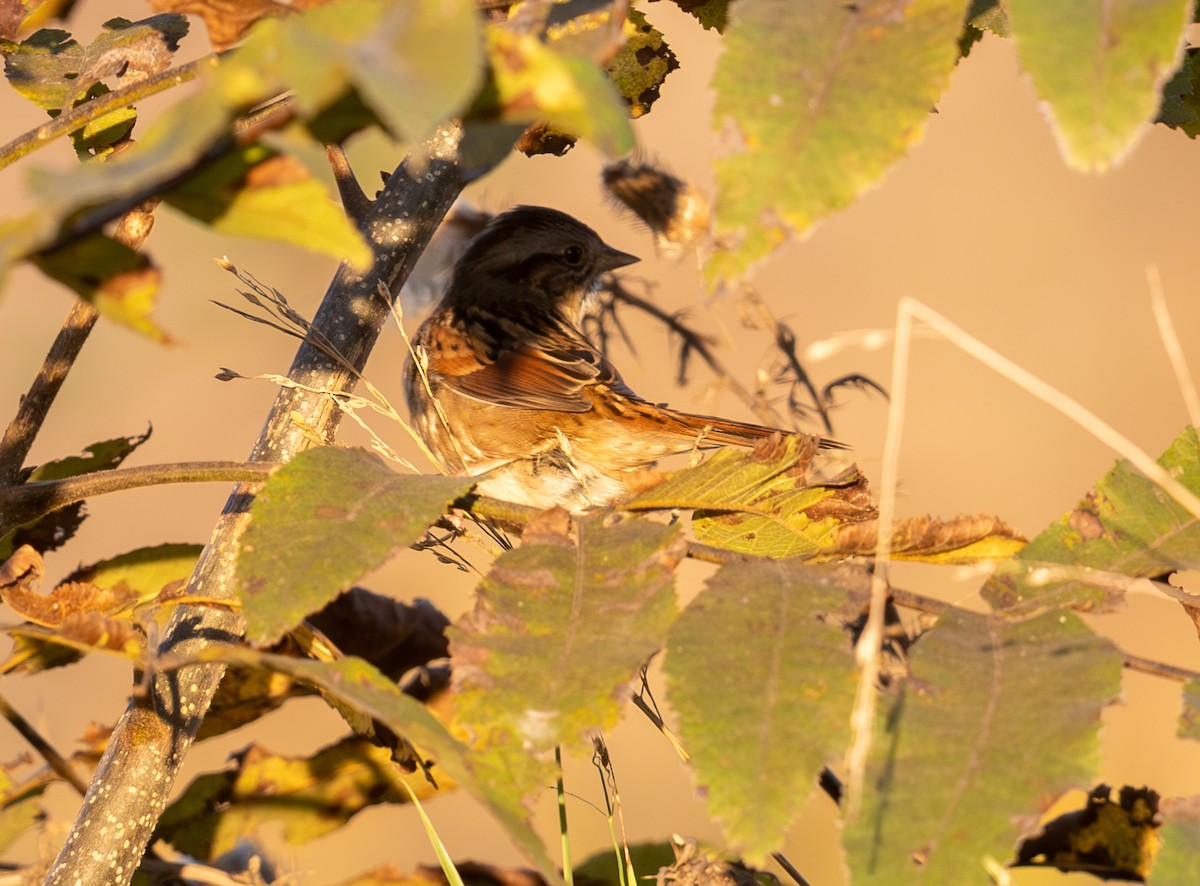 Swamp Sparrow - ML643717919