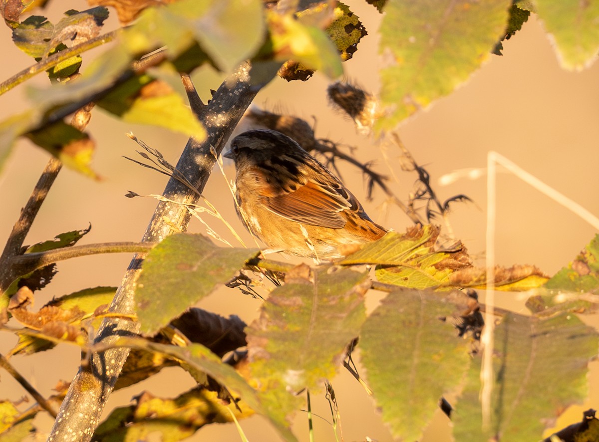 Swamp Sparrow - ML643717920
