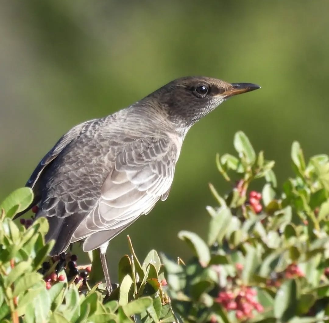 Ring Ouzel - ML643717930