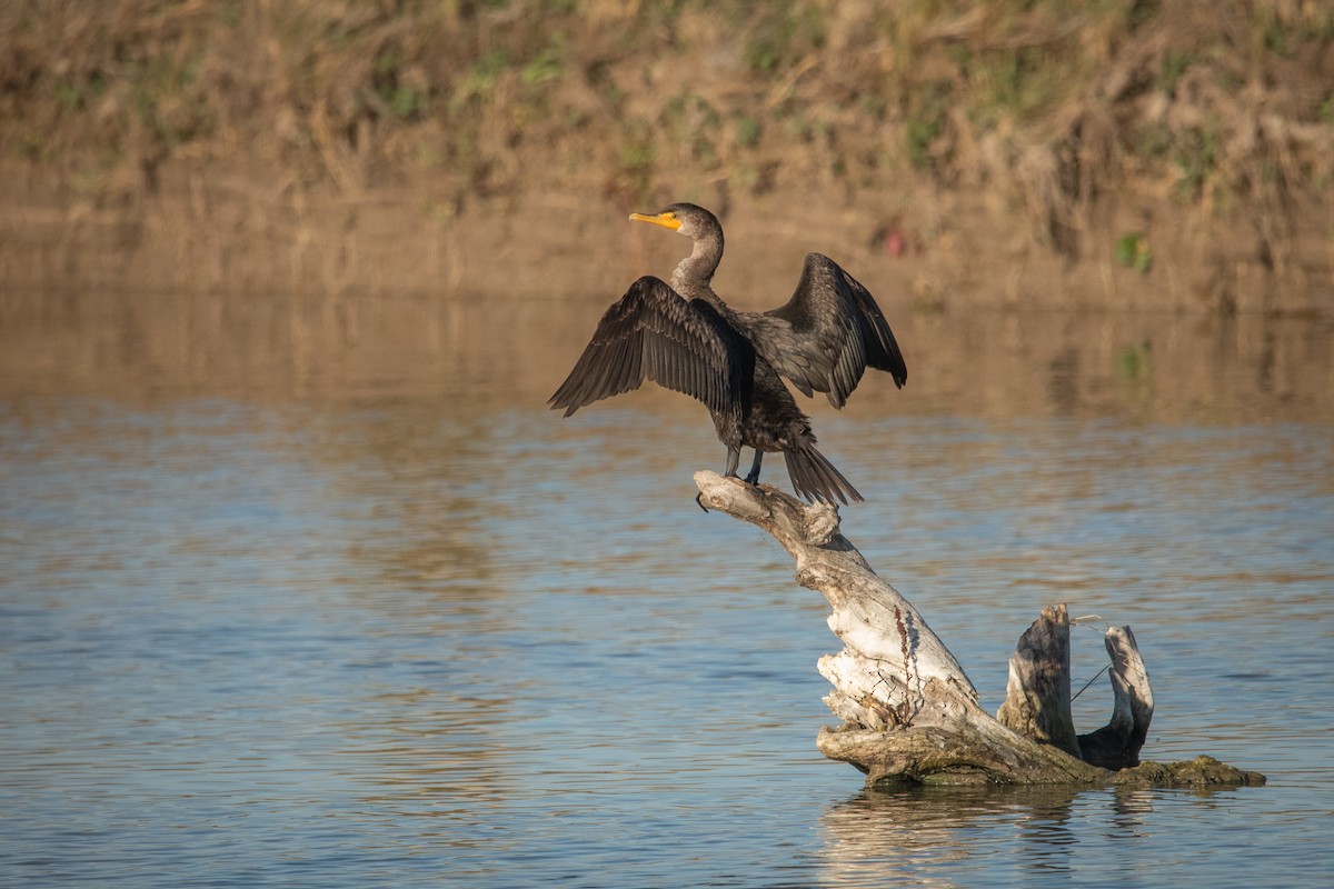 Double-crested Cormorant - ML643717933
