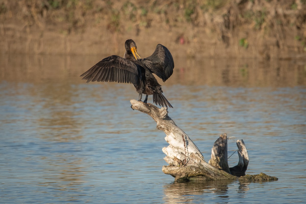 Double-crested Cormorant - ML643717934