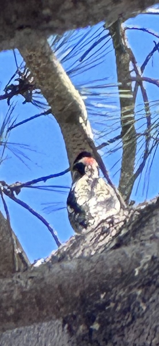 Red-naped Sapsucker - ML643717958
