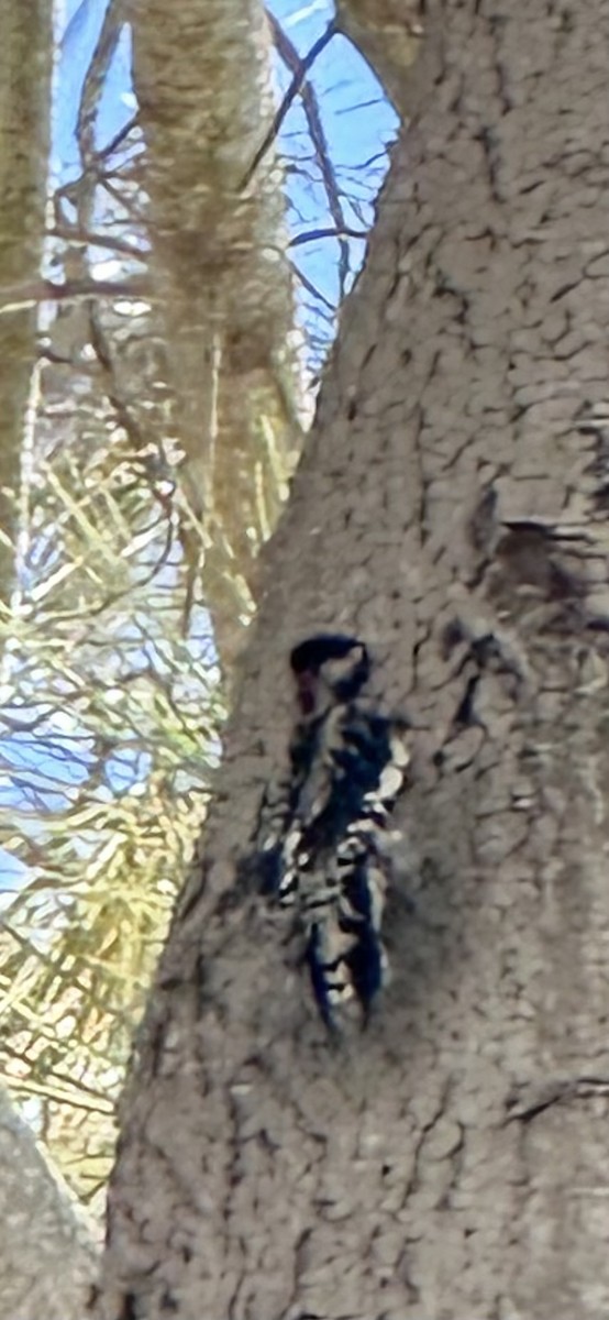 Red-naped Sapsucker - ML643717959