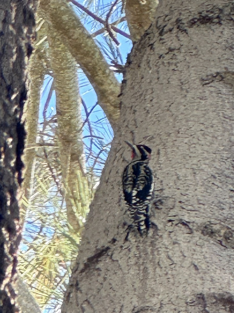 Red-naped Sapsucker - ML643717960