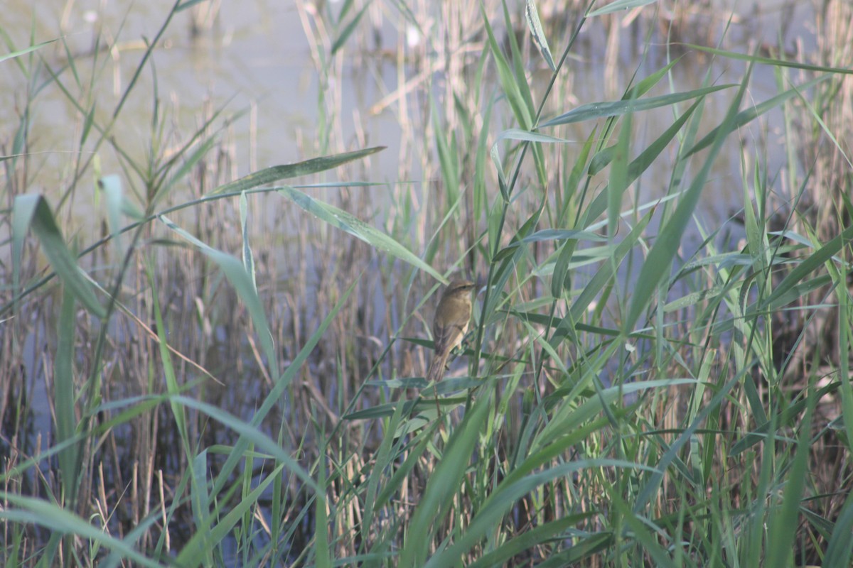 Willow Warbler - ML643717963