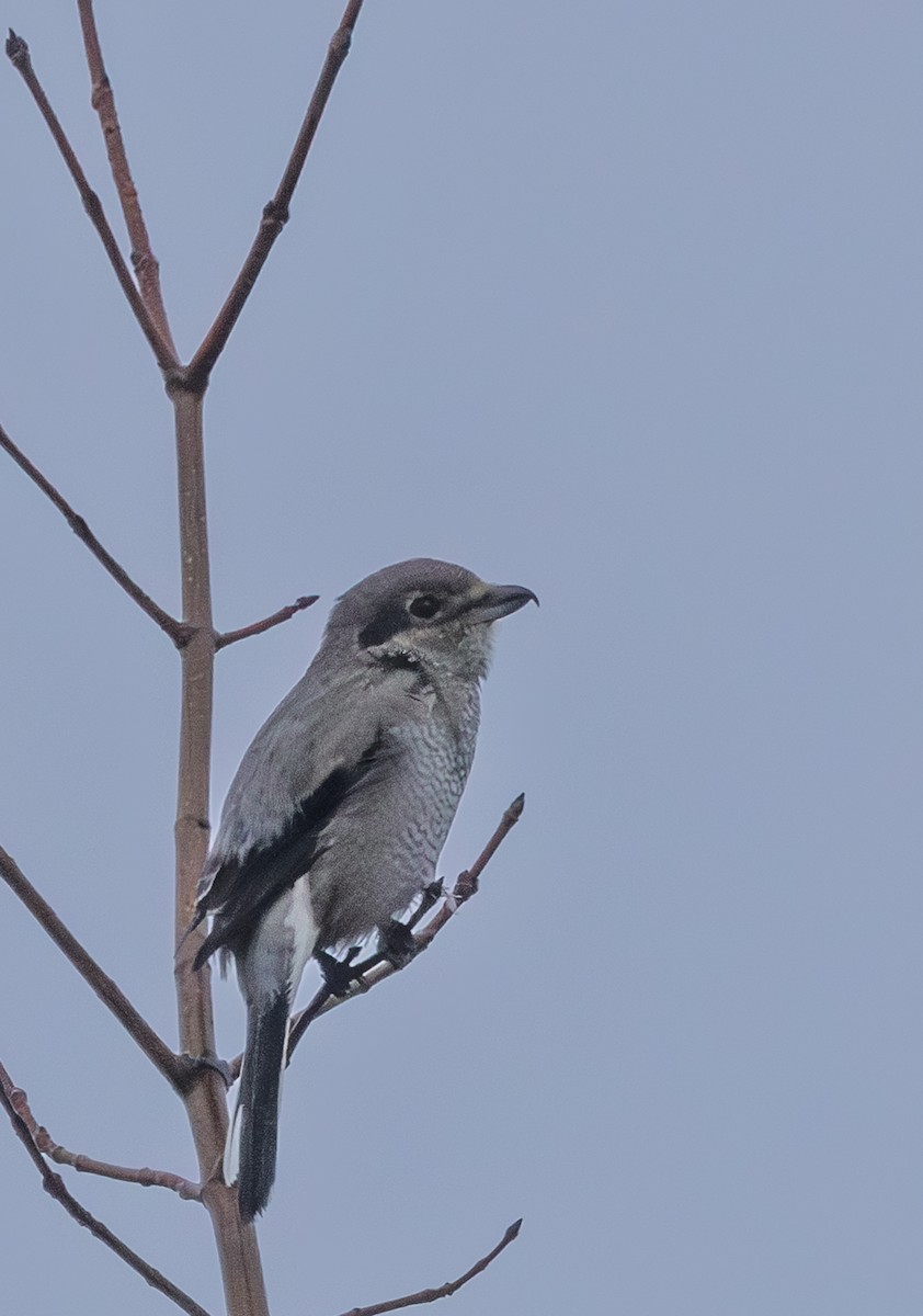 Boreal Örümcekkuşu - ML643717986