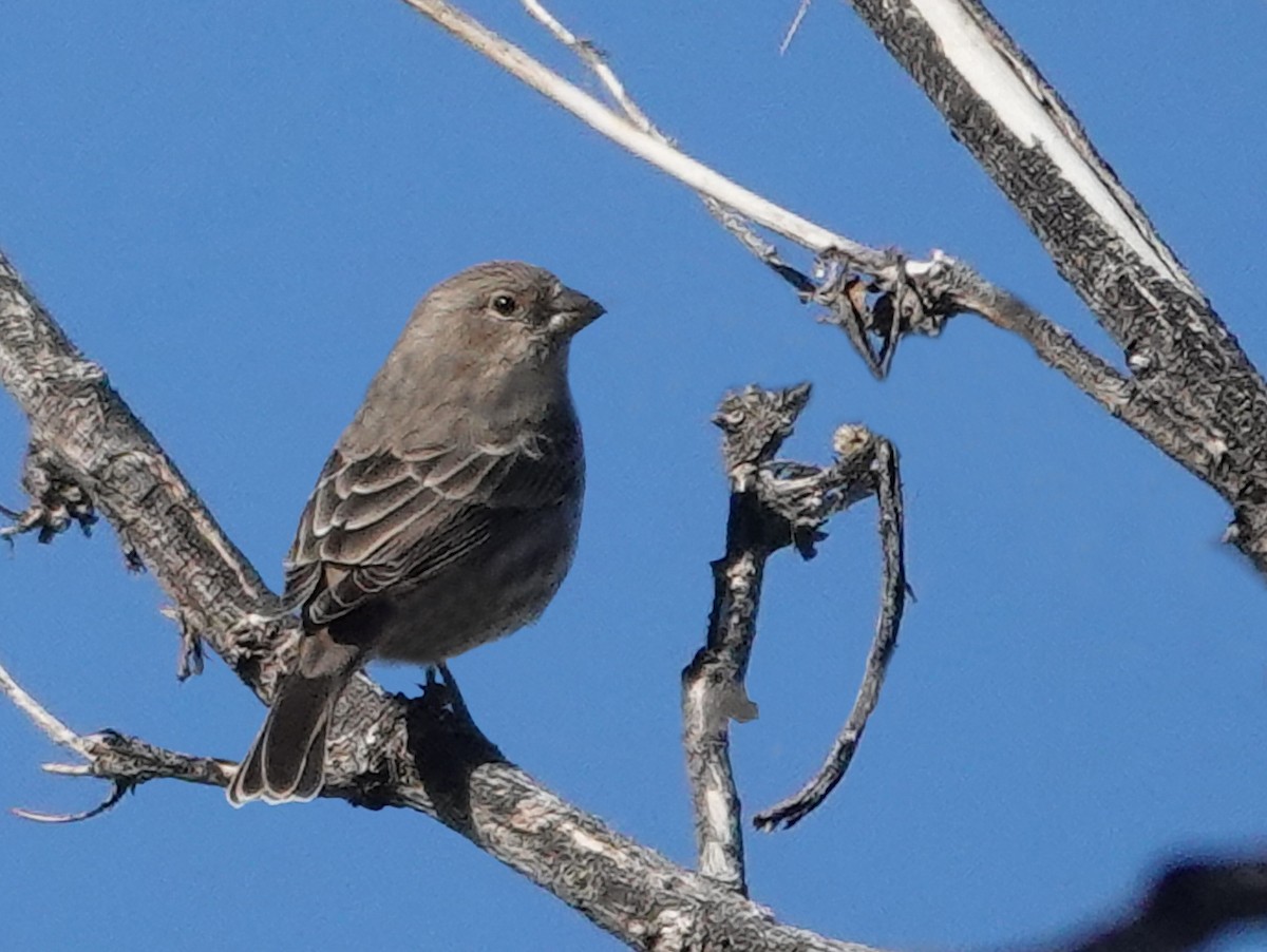 House Finch - ML643717991
