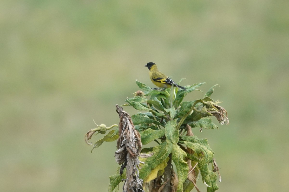 Hooded Siskin - ML643718035