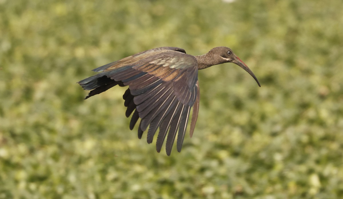 Hadada Ibis - ML643718041