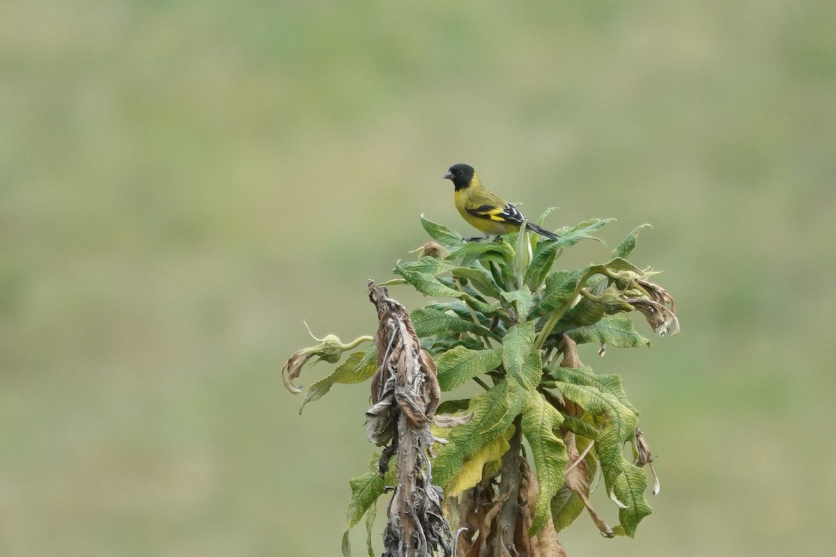 Hooded Siskin - ML643718053