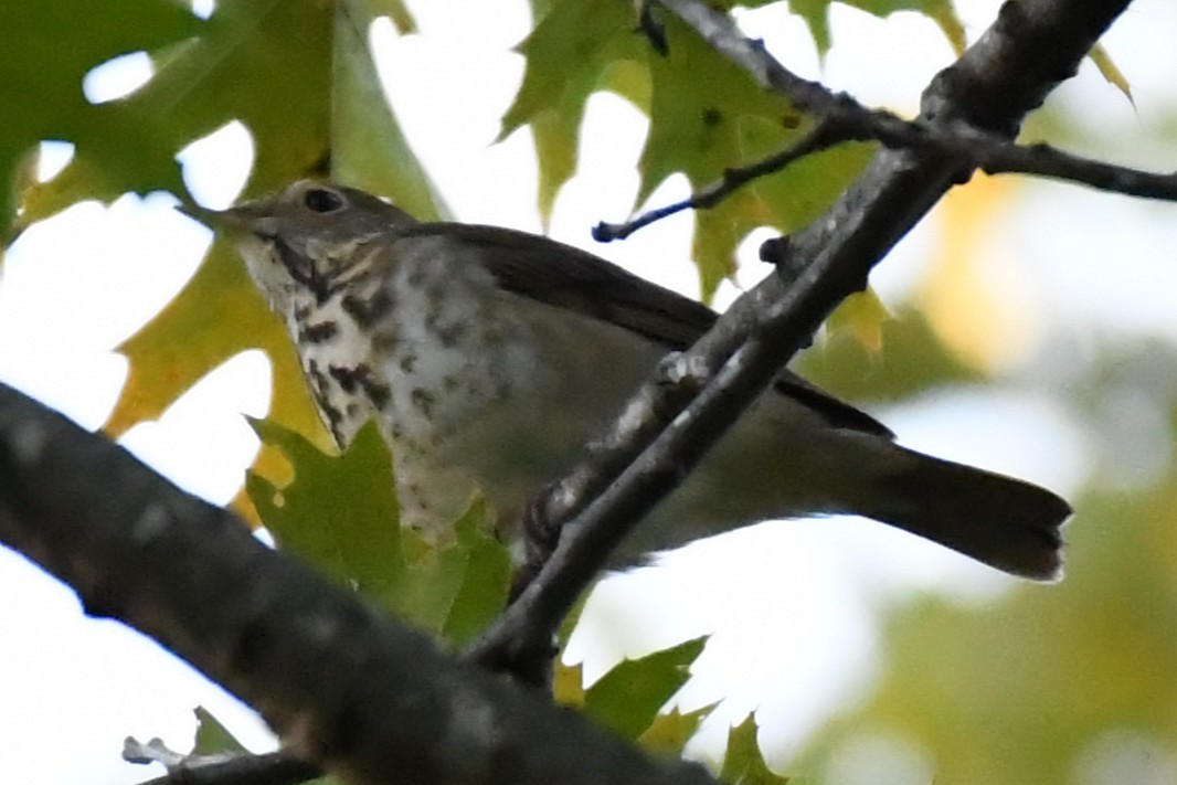 Hermit Thrush - ML643718074