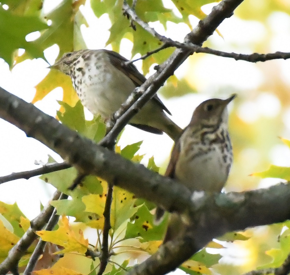 Hermit Thrush - ML643718075
