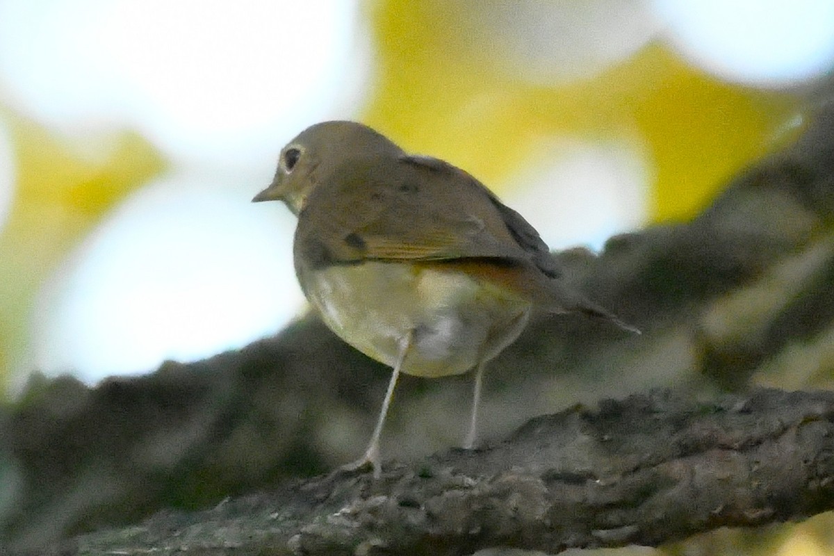 Hermit Thrush - ML643718077