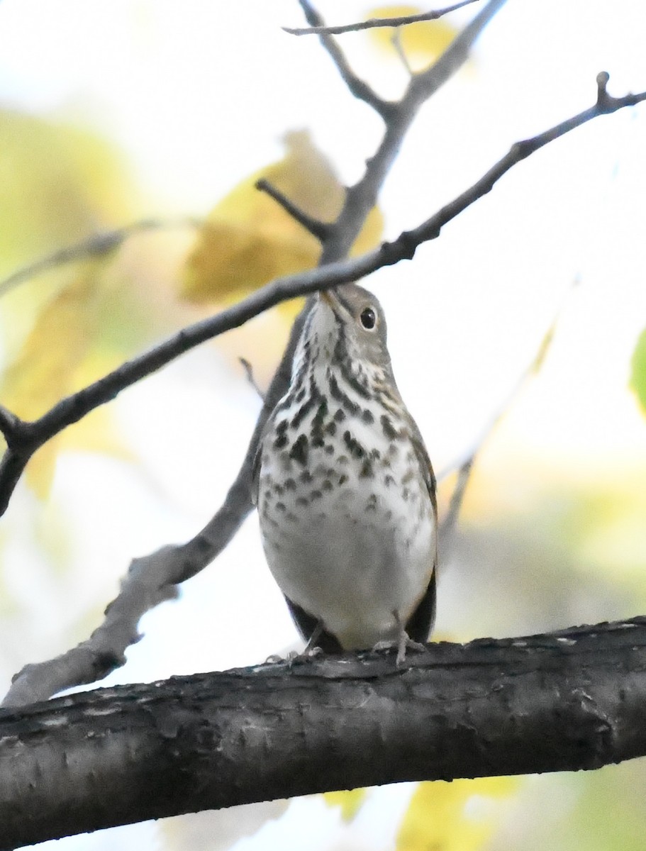 Hermit Thrush - ML643718078