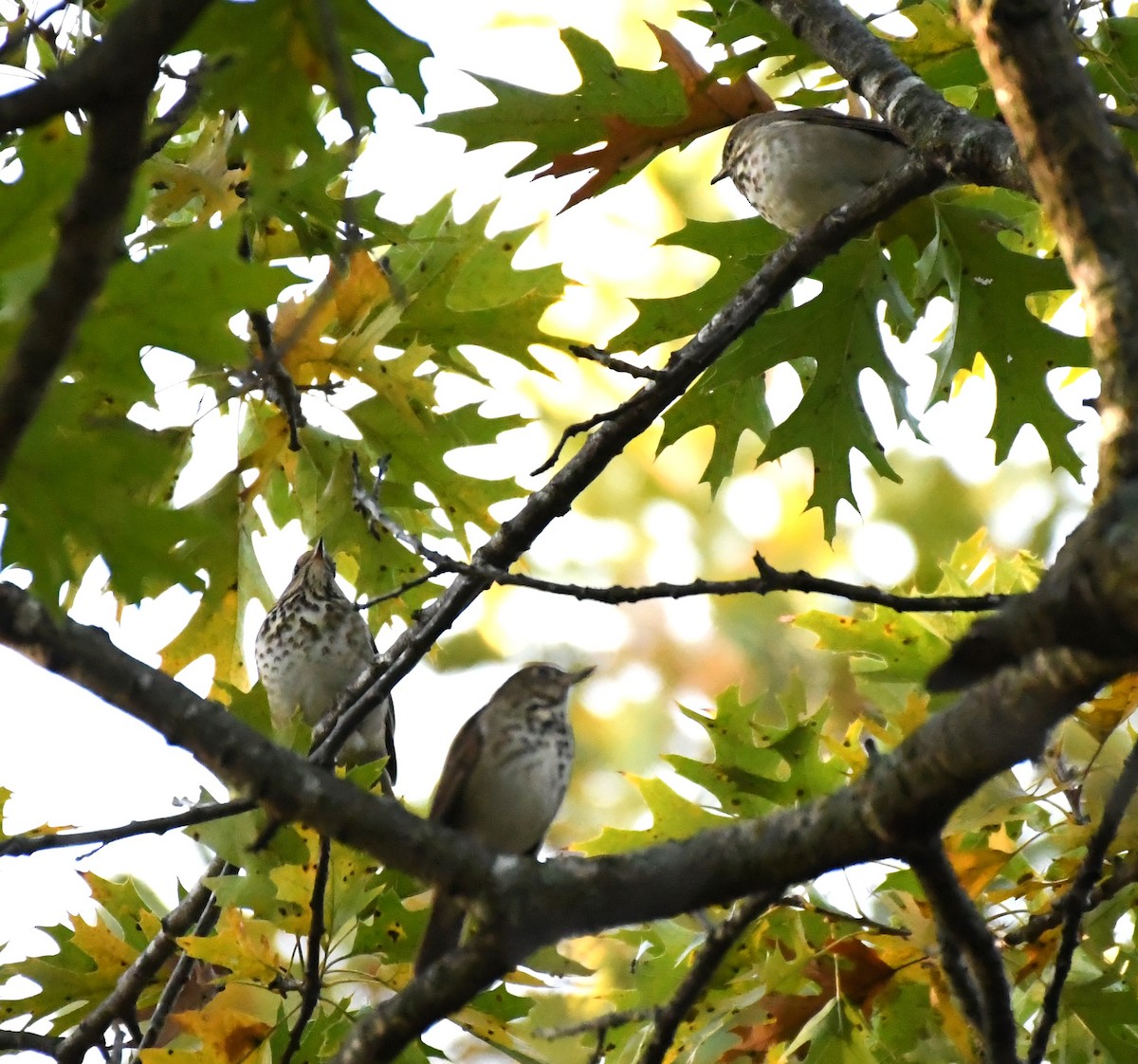 Hermit Thrush - ML643718079
