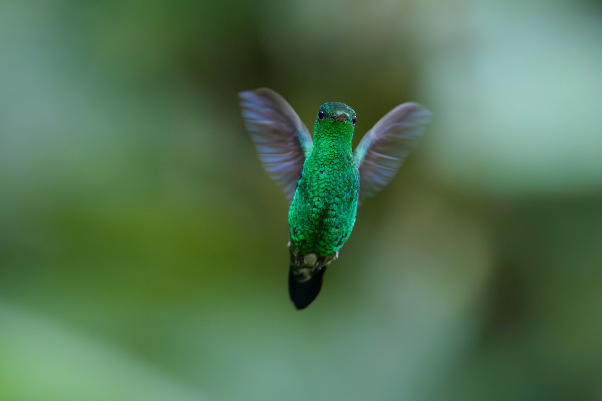 Western Emerald - ML643718084
