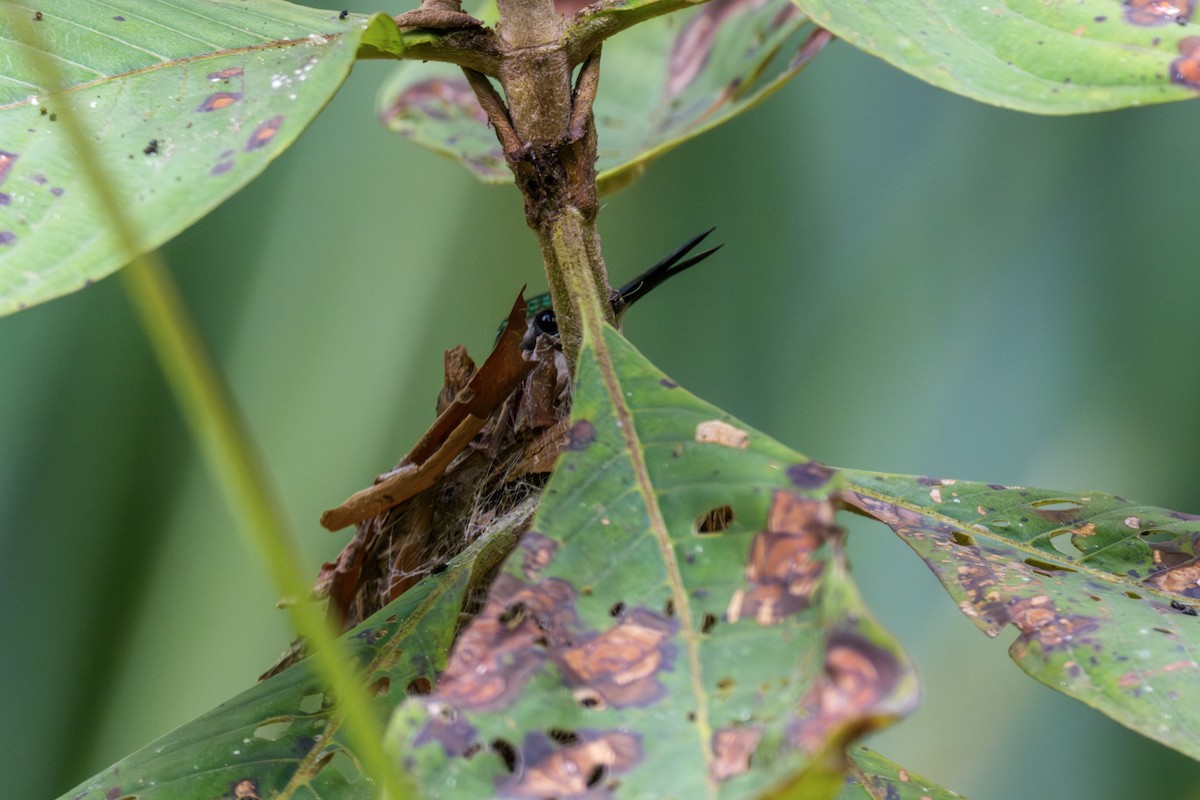 Western Emerald - ML643718085