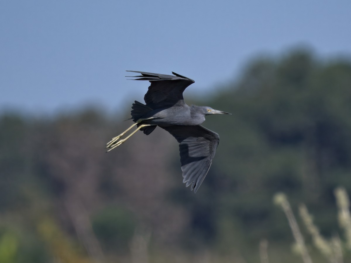 Little Blue Heron - ML643718089