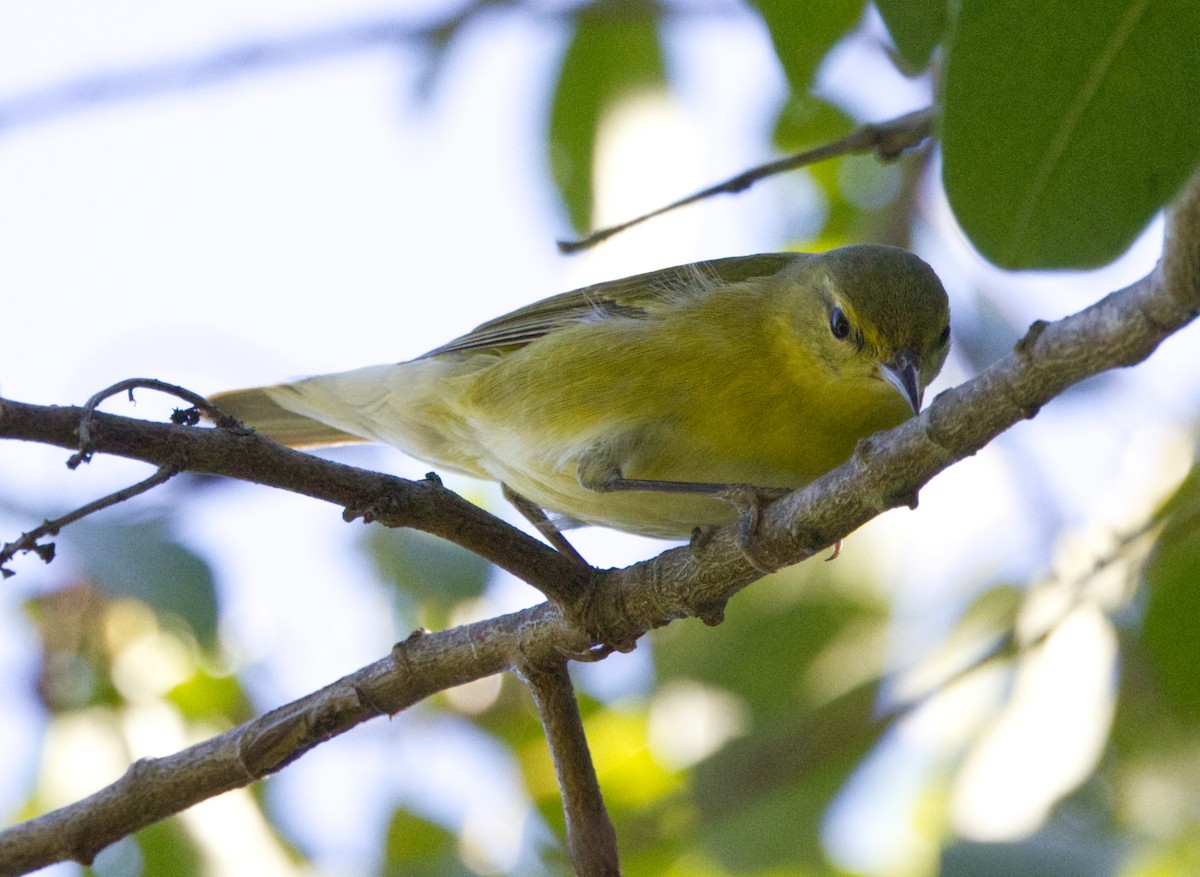 Tennessee Warbler - ML643718114
