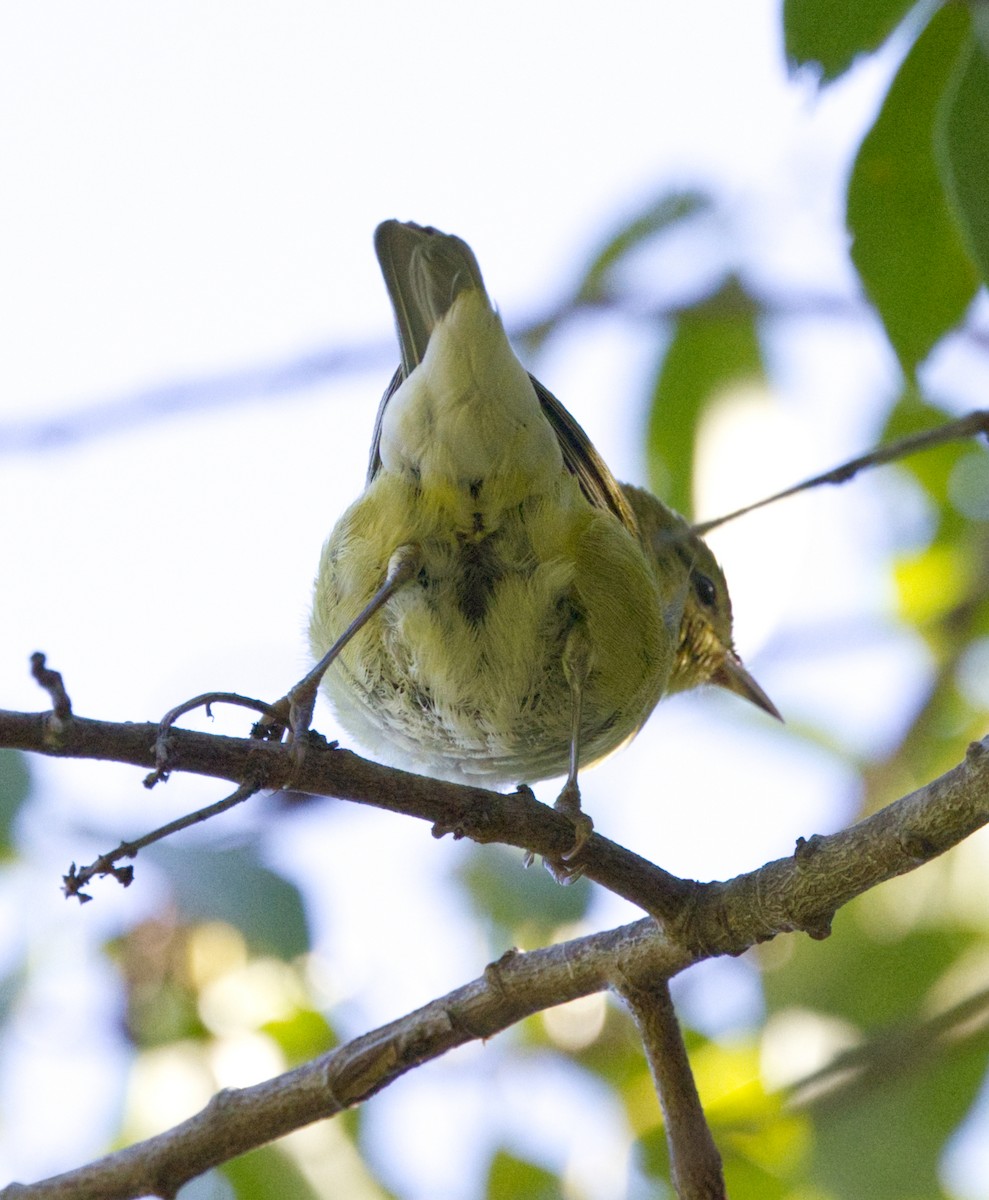 Tennessee Warbler - ML643718115