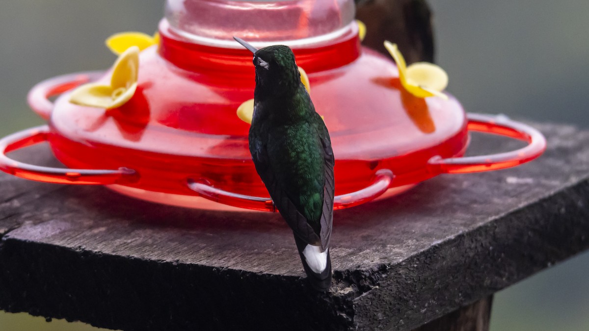 Purple-bibbed Whitetip - ML643718117
