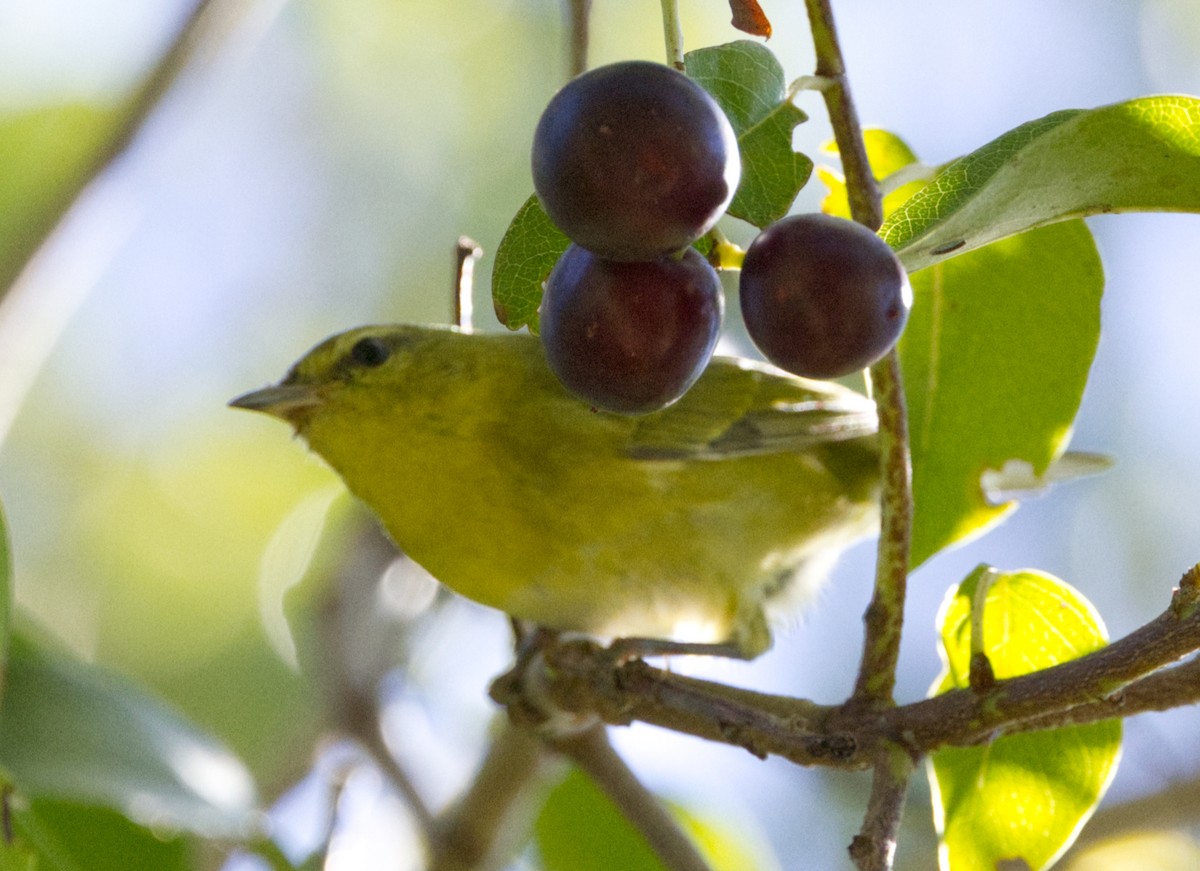 Tennessee Warbler - ML643718120