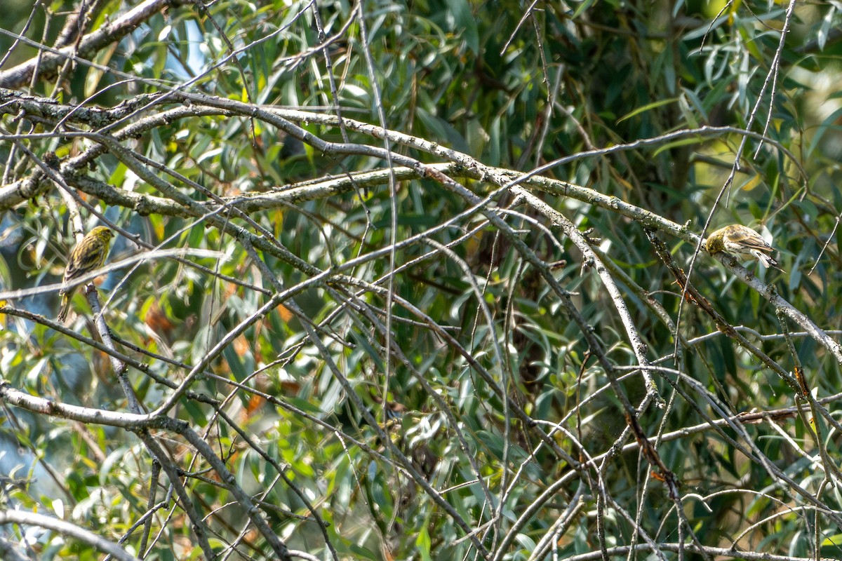 European Serin - ML643718146