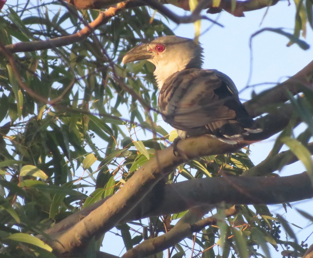 Channel-billed Cuckoo - ML643718156