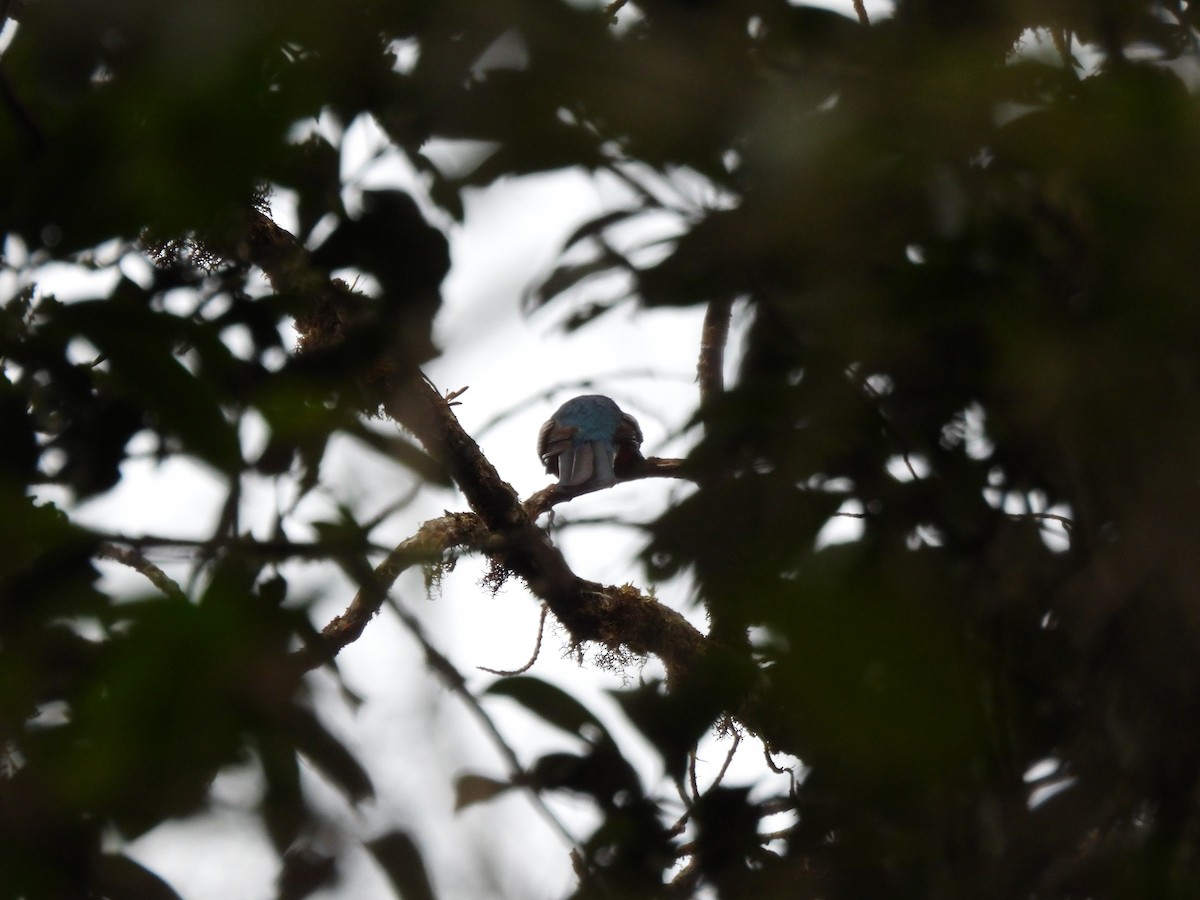 Collared Trogon - ML643718162