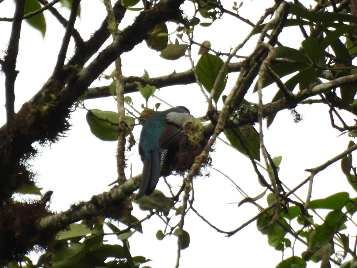 Collared Trogon - ML643718168