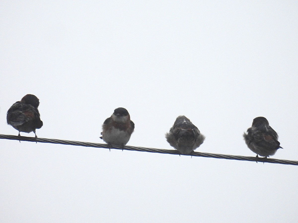 Chestnut-collared Swallow - ML643718190